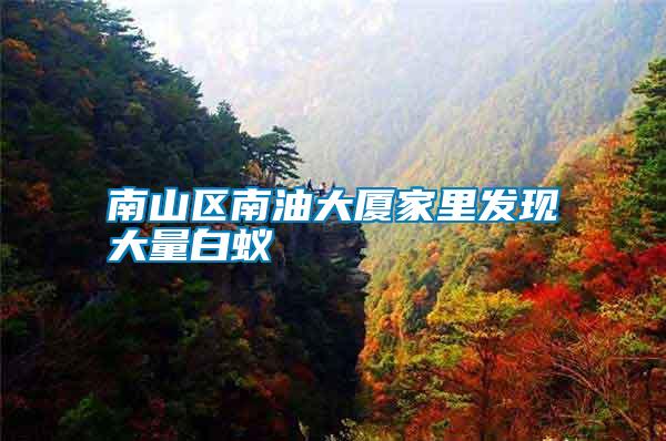 南山区南油大厦家里发现大量白蚁