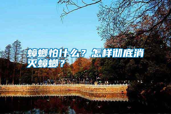 蟑螂怕什么？怎样彻底消灭蟑螂？