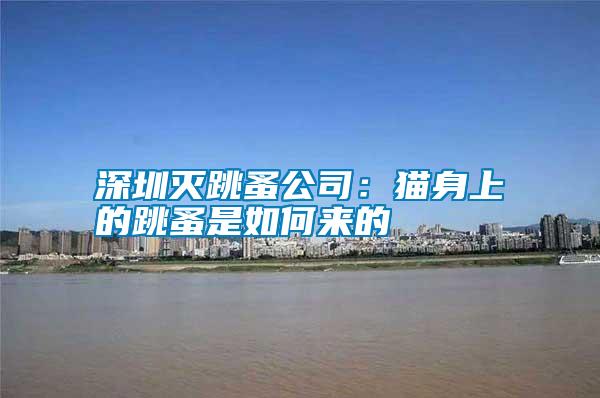 深圳灭跳蚤公司：猫身上的跳蚤是如何来的