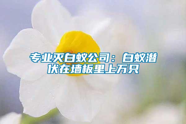 专业灭白蚁公司：白蚁潜伏在墙板里上万只