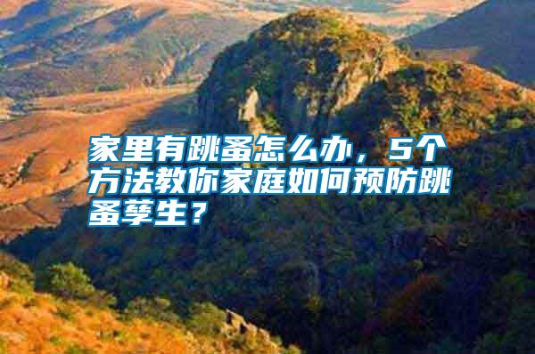 家里有跳蚤怎么办，5个方法教你家庭如何预防跳蚤孳生？