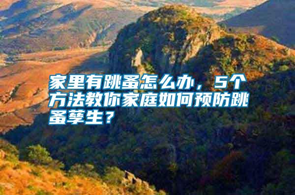 家里有跳蚤怎么办，5个方法教你家庭如何预防跳蚤孳生？