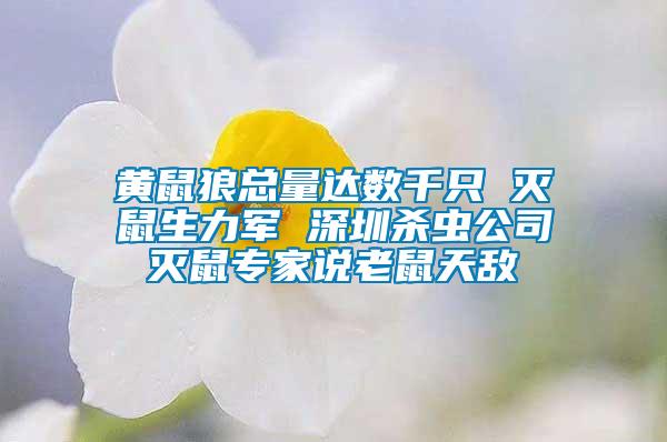 黄鼠狼总量达数千只 灭鼠生力军 深圳杀虫公司灭鼠专家说老鼠天敌