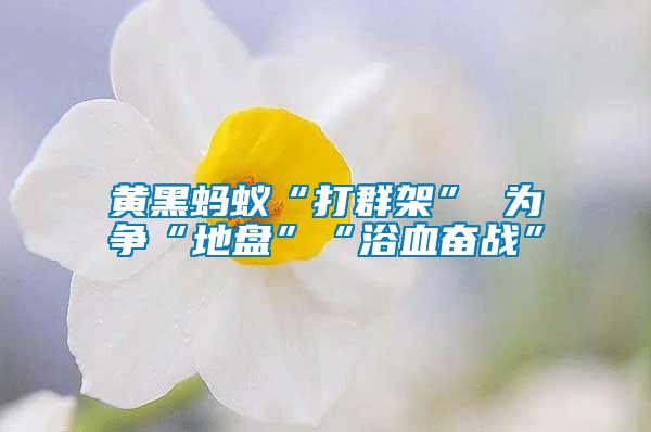 黄黑蚂蚁“打群架” 为争“地盘”“浴血奋战”