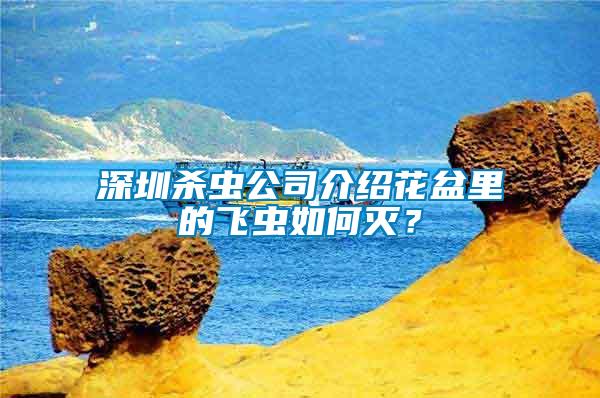 深圳杀虫公司介绍花盆里的飞虫如何灭？