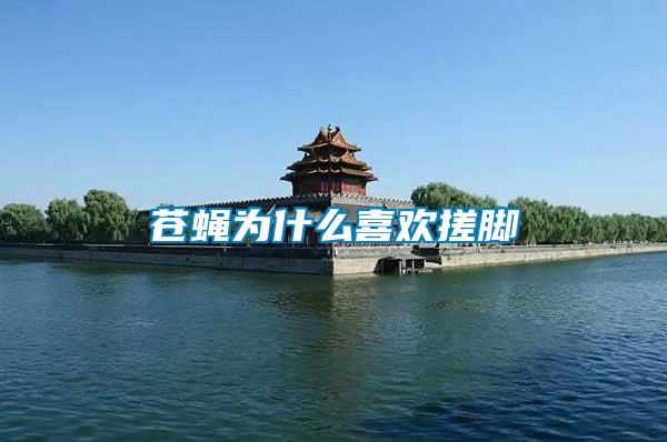 苍蝇为什么喜欢搓脚