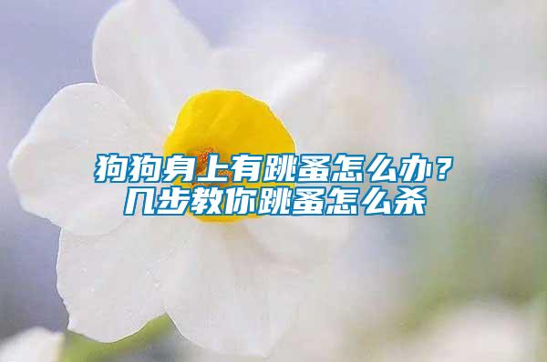 狗狗身上有跳蚤怎么办？几步教你跳蚤怎么杀