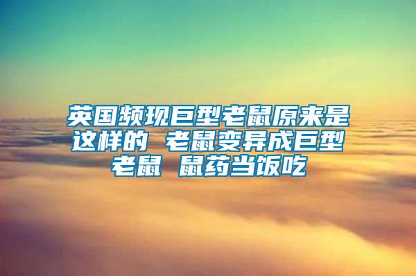 英国频现巨型老鼠原来是这样的 老鼠变异成巨型老鼠 鼠药当饭吃