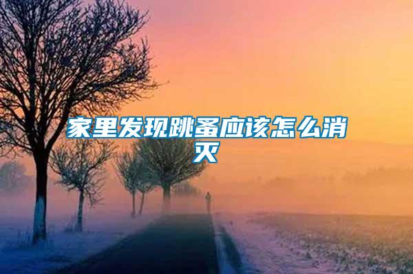 家里发现跳蚤应该怎么消灭