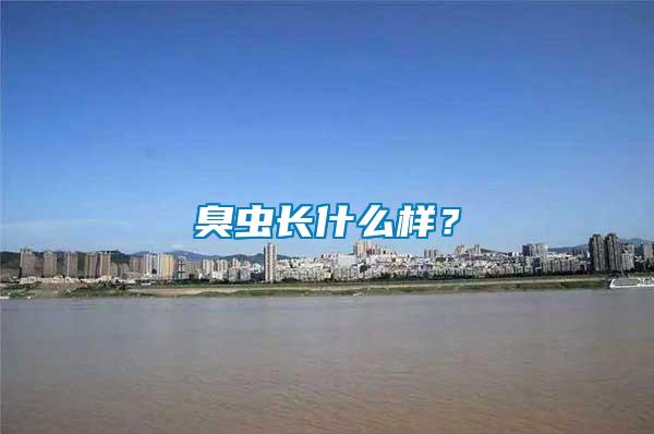 臭虫长什么样？