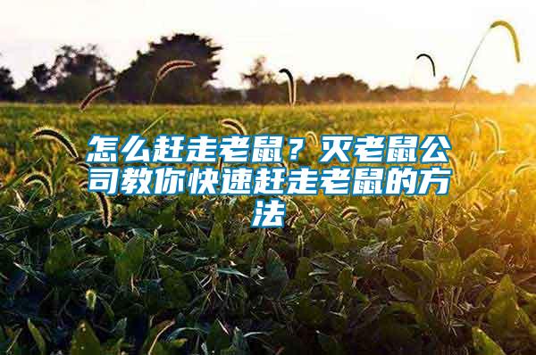 怎么赶走老鼠？灭老鼠公司教你快速赶走老鼠的方法