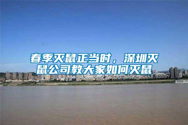 春季灭鼠正当时，深圳灭鼠公司教大家如何灭鼠