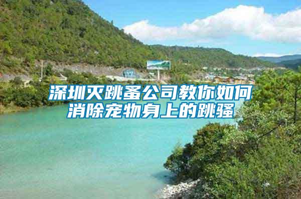 深圳灭跳蚤公司教你如何消除宠物身上的跳骚