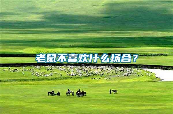 老鼠不喜欢什么场合？