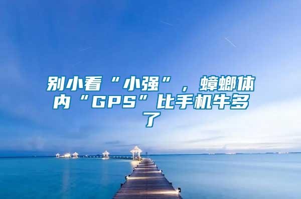 别小看“小强”，蟑螂体内“GPS”比手机牛多了