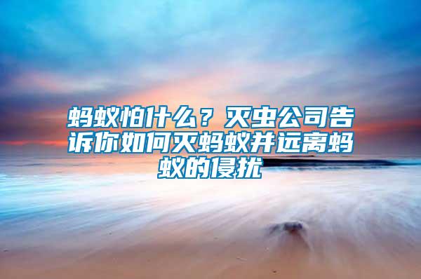 蚂蚁怕什么？灭虫公司告诉你如何灭蚂蚁并远离蚂蚁的侵扰