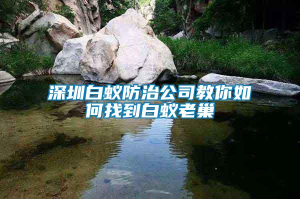 深圳白蚁防治公司教你如何找到白蚁老巢