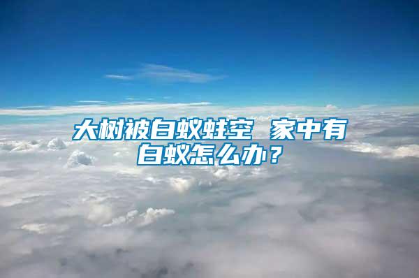 大树被白蚁蛀空 家中有白蚁怎么办？