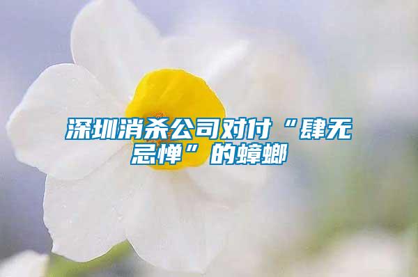 深圳消杀公司对付“肆无忌惮”的蟑螂