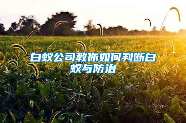 白蚁公司教你如何判断白蚁与防治