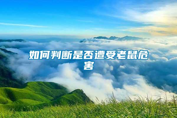 如何判断是否遭受老鼠危害