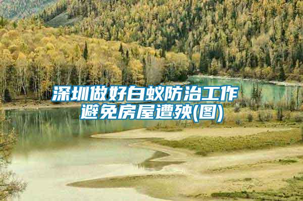 深圳做好白蚁防治工作 避免房屋遭殃(图)