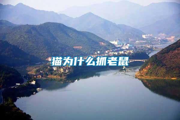 猫为什么抓老鼠