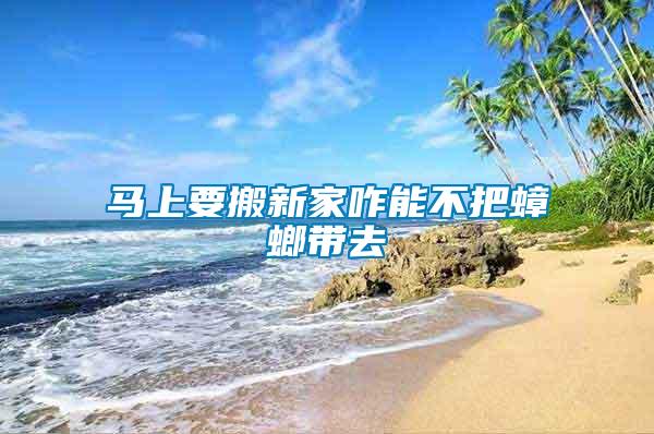 马上要搬新家咋能不把蟑螂带去