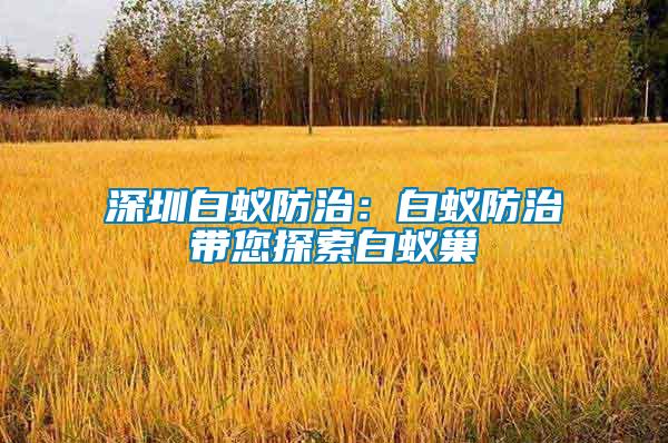 深圳白蚁防治：白蚁防治带您探索白蚁巢