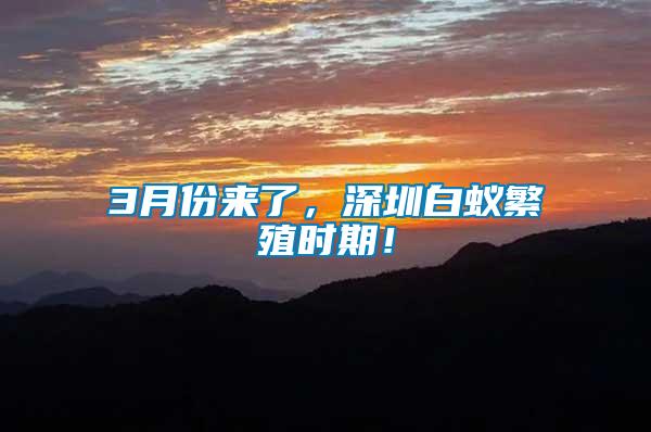 3月份来了，深圳白蚁繁殖时期！