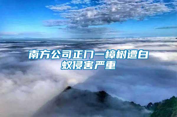 南方公司正门一樟树遭白蚁侵害严重