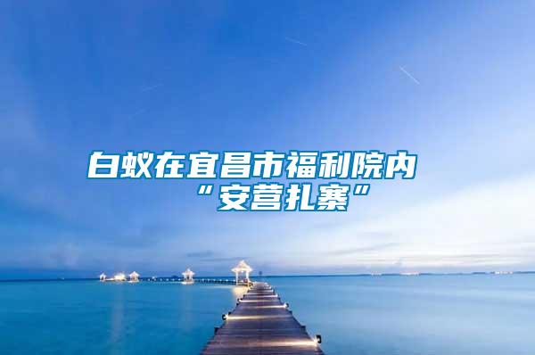 白蚁在宜昌市福利院内“安营扎寨”