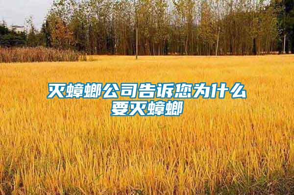灭蟑螂公司告诉您为什么要灭蟑螂