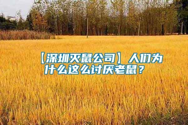 【深圳灭鼠公司】人们为什么这么讨厌老鼠？