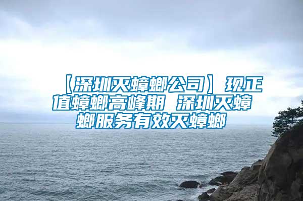 【深圳灭蟑螂公司】现正值蟑螂高峰期 深圳灭蟑螂服务有效灭蟑螂