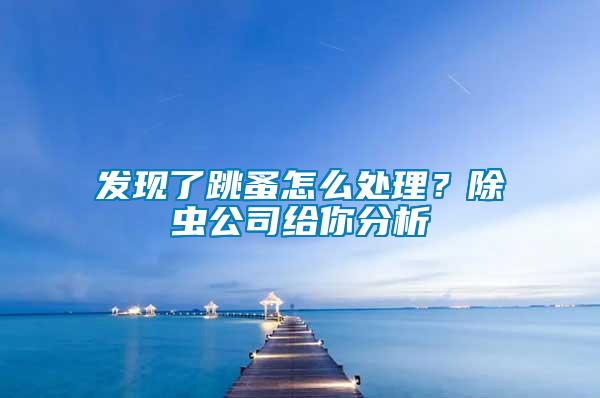 发现了跳蚤怎么处理？除虫公司给你分析