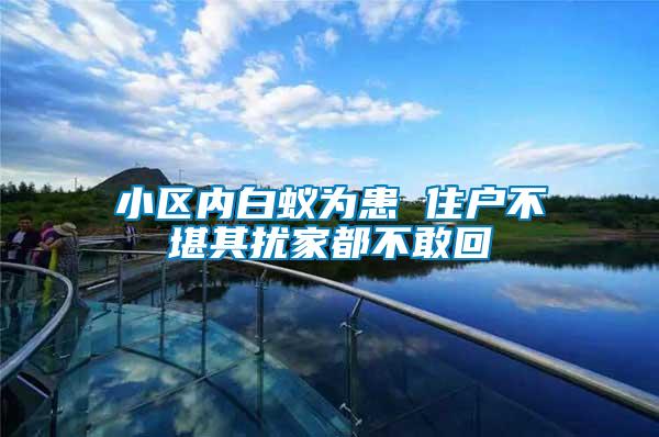 小区内白蚁为患 住户不堪其扰家都不敢回