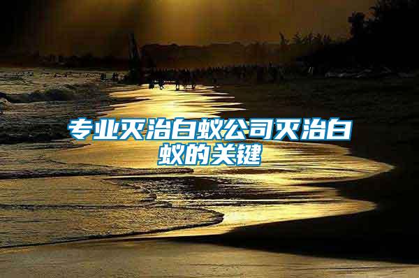 专业灭治白蚁公司灭治白蚁的关键