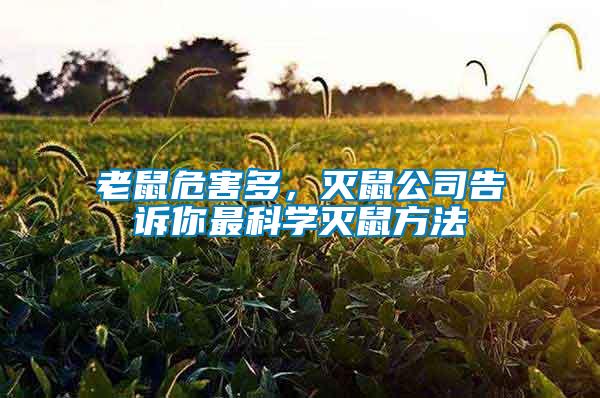 老鼠危害多，灭鼠公司告诉你最科学灭鼠方法