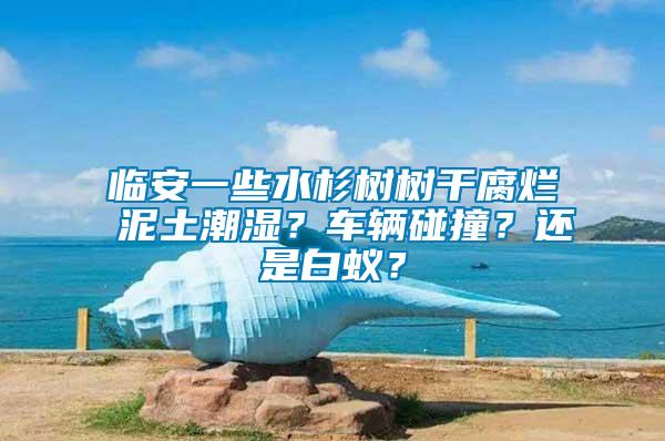 临安一些水杉树树干腐烂 泥土潮湿？车辆碰撞？还是白蚁？