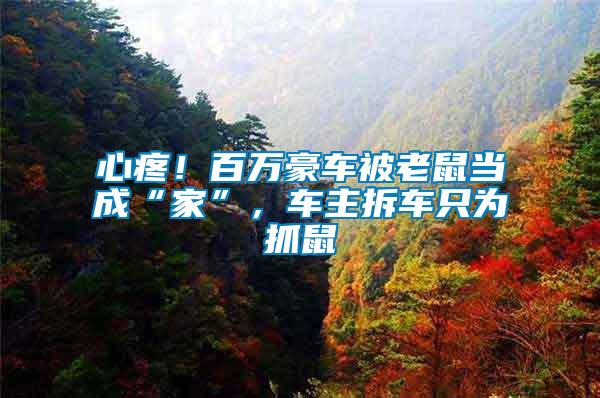 心疼！百万豪车被老鼠当成“家”，车主拆车只为抓鼠