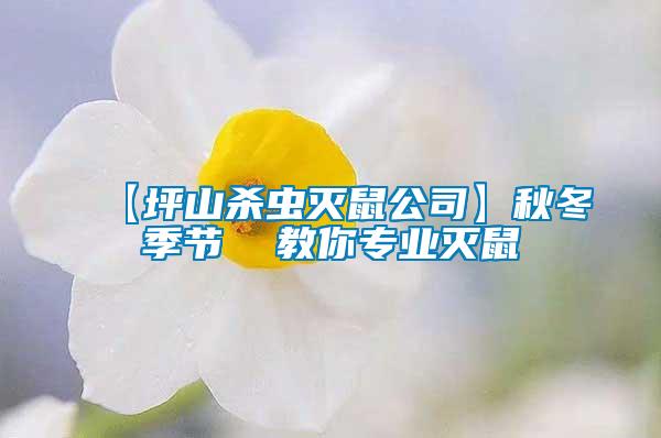 【坪山杀虫灭鼠公司】秋冬季节  教你专业灭鼠