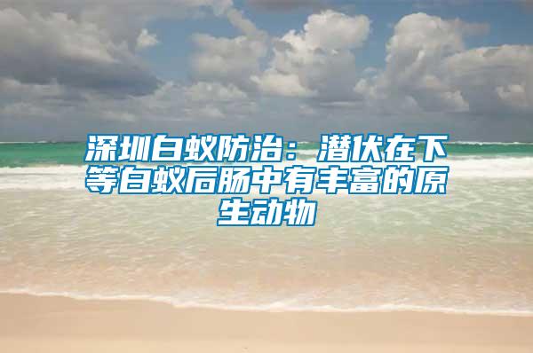 深圳白蚁防治：潜伏在下等白蚁后肠中有丰富的原生动物