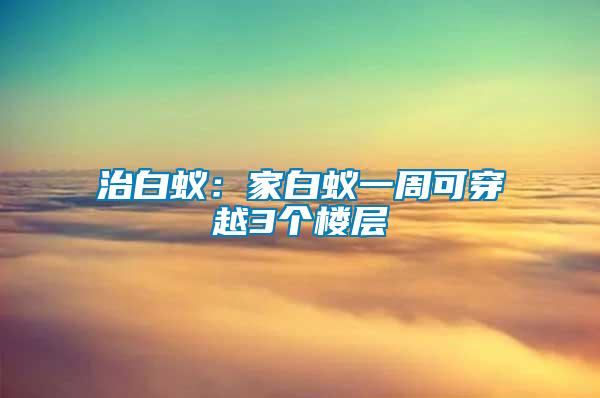 治白蚁：家白蚁一周可穿越3个楼层