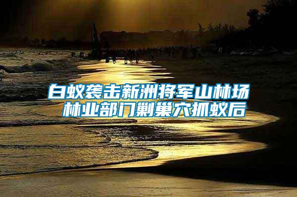 白蚁袭击新洲将军山林场 林业部门剿巢穴抓蚁后