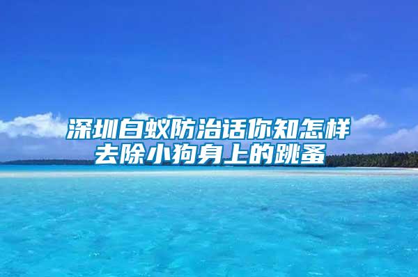 深圳白蚁防治话你知怎样去除小狗身上的跳蚤