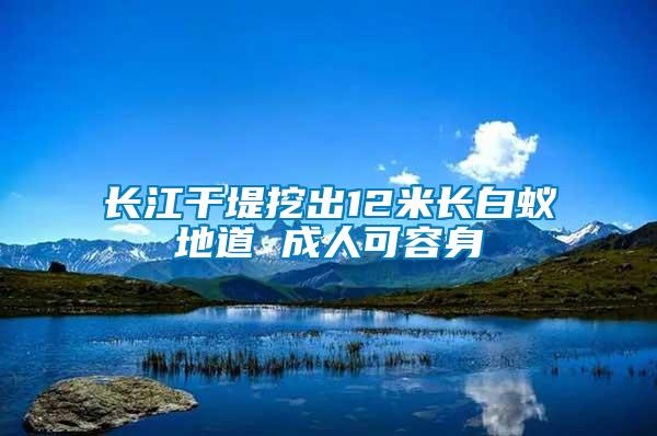 长江干堤挖出12米长白蚁地道 成人可容身