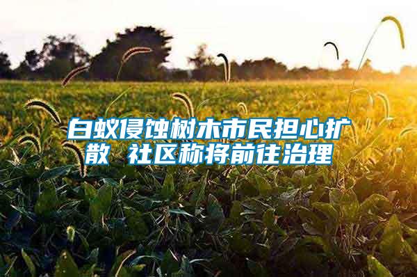 白蚁侵蚀树木市民担心扩散 社区称将前往治理