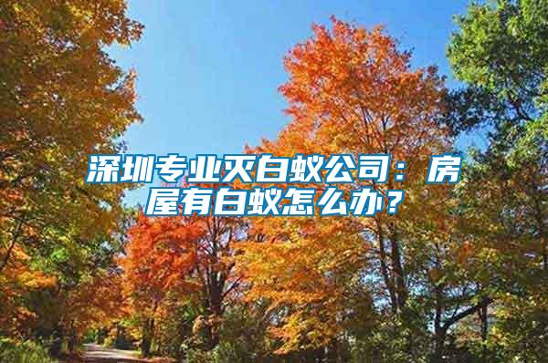 深圳专业灭白蚁公司：房屋有白蚁怎么办？