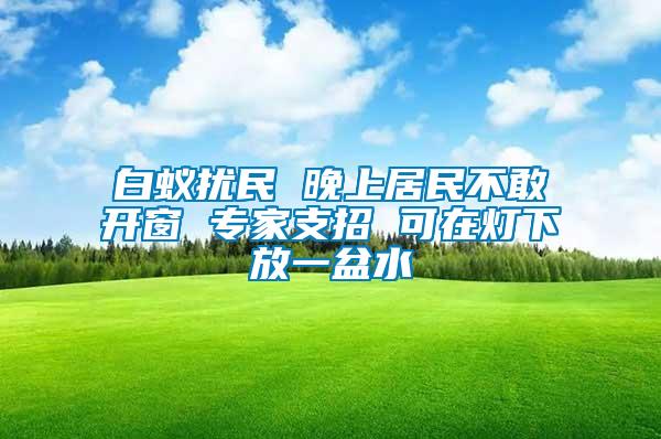 白蚁扰民 晚上居民不敢开窗 专家支招 可在灯下放一盆水